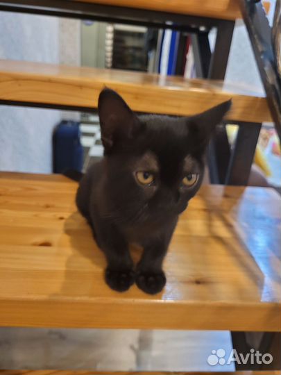 Котята европейской бурмы