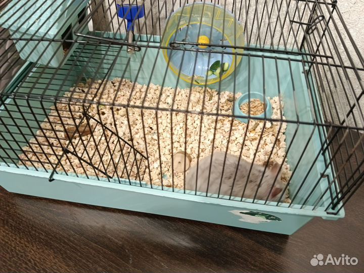 Сирийский хомяк с клеткой