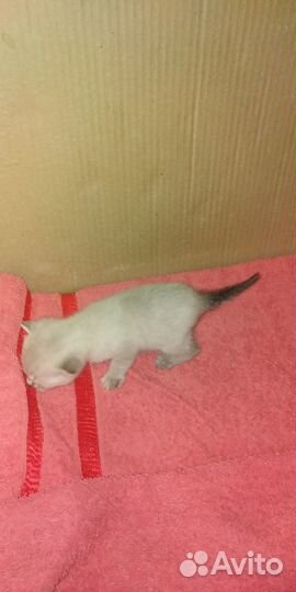 Котята в добрые руки бесплатно