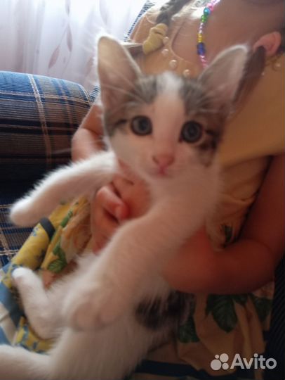 Котенок девочка бесплатно