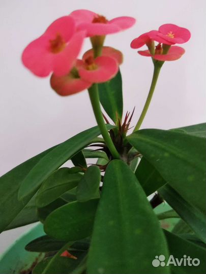 Кактус молочай Миля