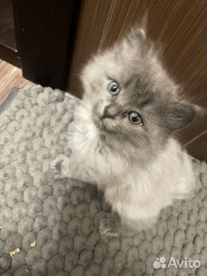Британские котята