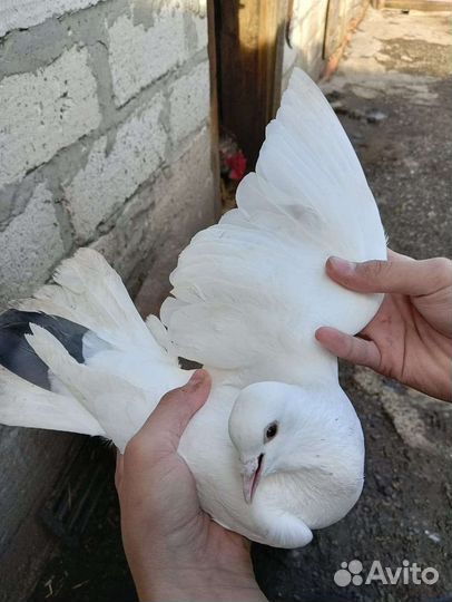 Бакинские голуби