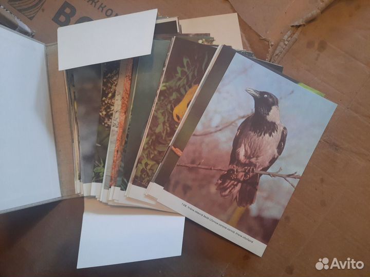 Жизнь животных энциклопедия СССР