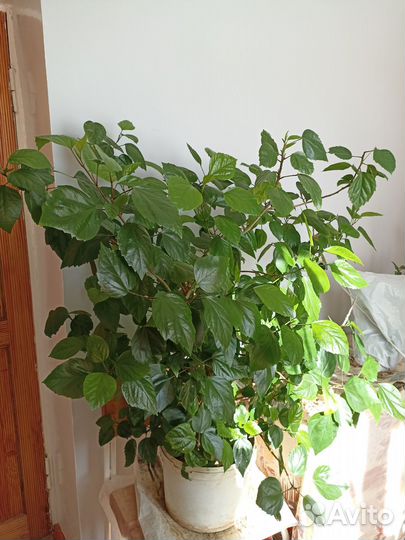 Гибискус китайская роза