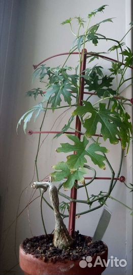 Циссус Тубероза/ каудексный циссус/ каудексные