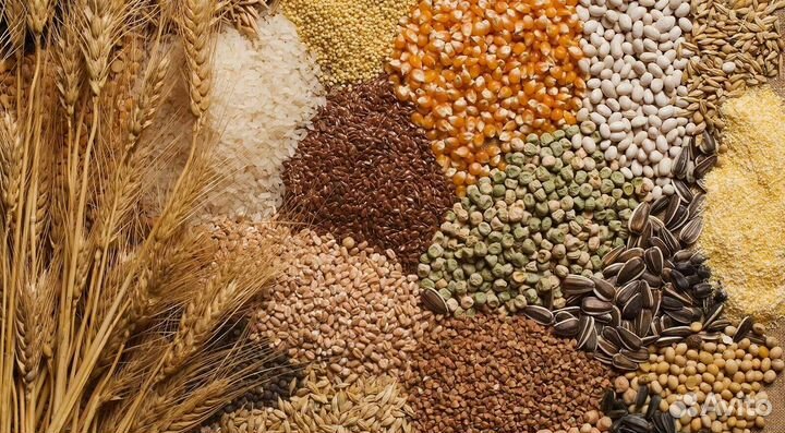 Зерно пшеницы, ячменя, овса