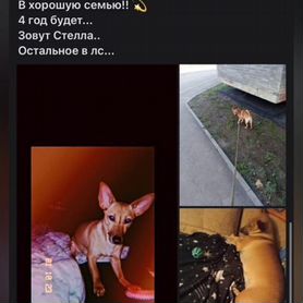 Собака в добрые руки отдам бесплатно