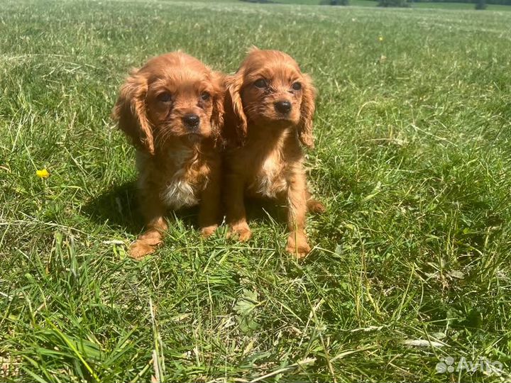 Кинг Чарльз Спаниель