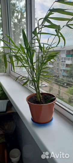 Хамедорея