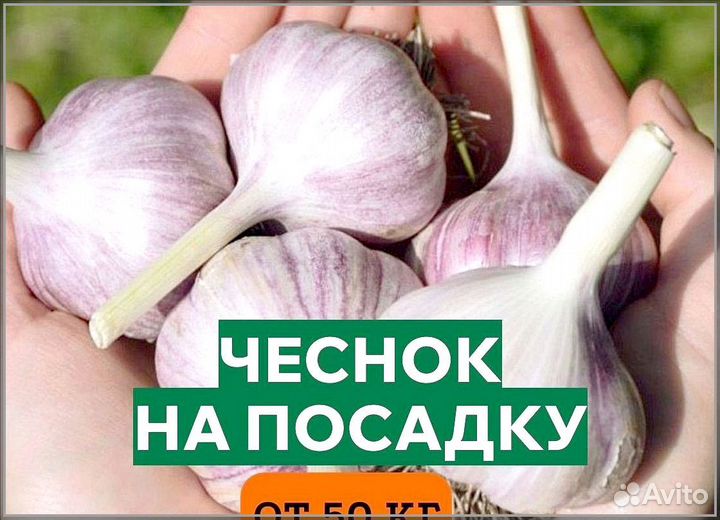 Чеснок, семена оптом