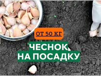 Чеснок на посадку оптом