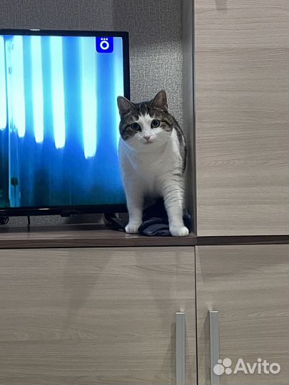 Кошки в добрые руки
