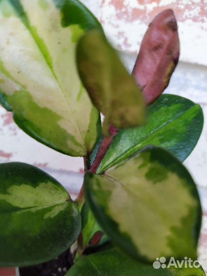 Хойя Аустралис Триколор Лиза