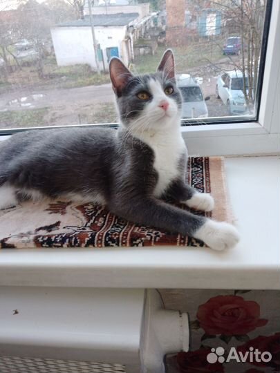 Котенок, 7 месяцев, кастрат, обработан