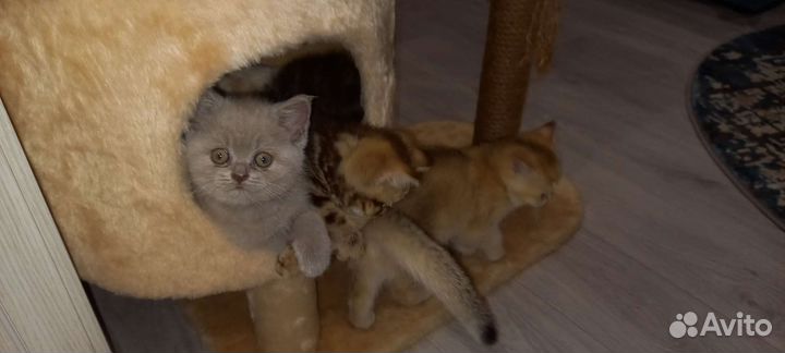 Кошки