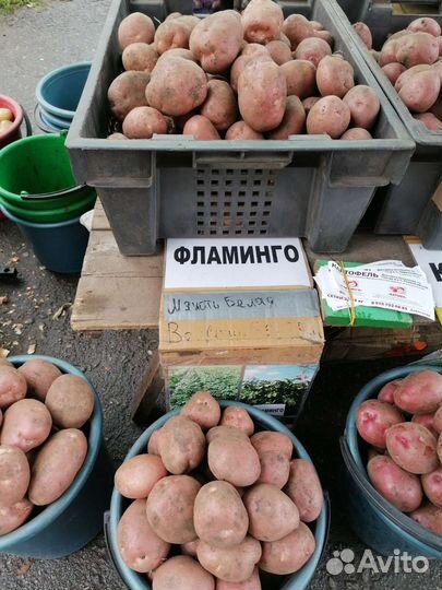 Картофель вкусный