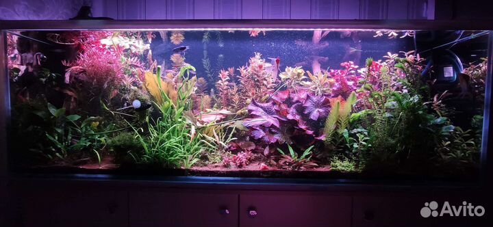 Удобрения для аквариума (концентрат )