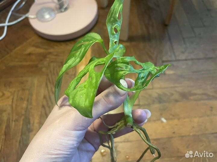 Монстера манки