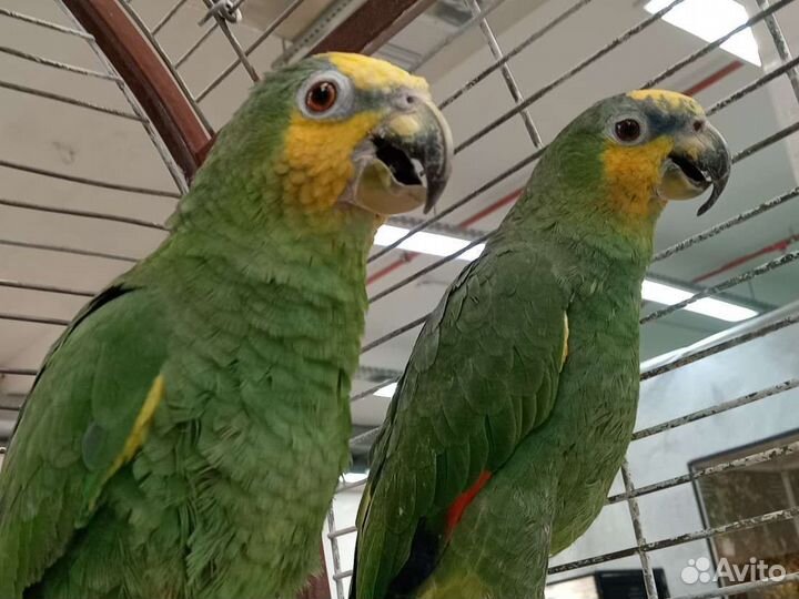 Венесуэльский амазон