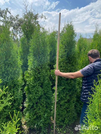 Смарагд в наличии 1-8 метров - Доставка и Посадк