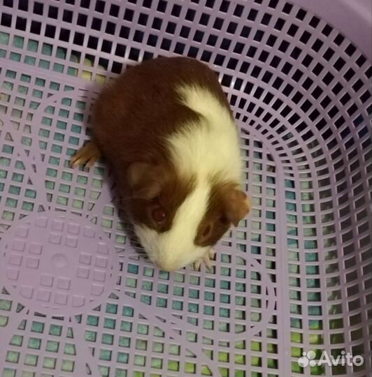 Морская свинка девочка 1 мес