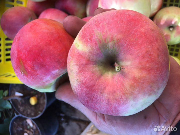 Яблоня осенний сорт