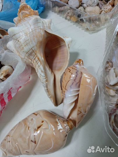 Морские ракушки раковины