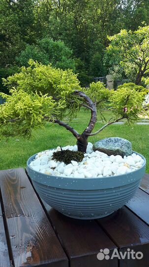Бонсай садовый