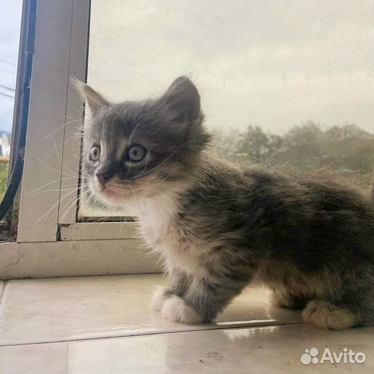Серый котенок девочка 1 месяц