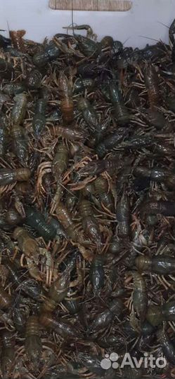 Волжские раки