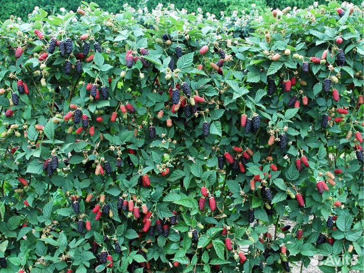 Саженцы ежевики