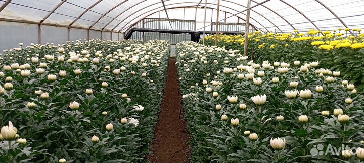 Хризантема