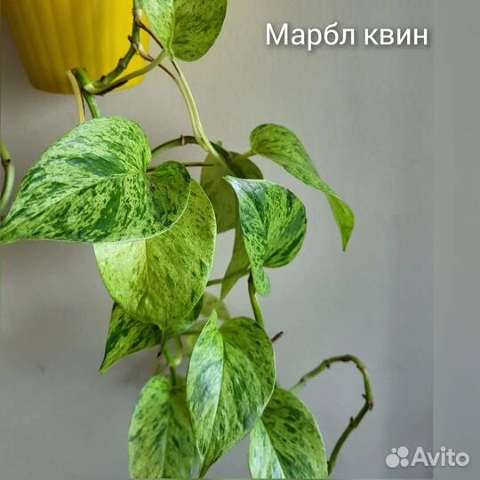 Эпипремиум Филодендрон Монстера Эсхиантус на срез