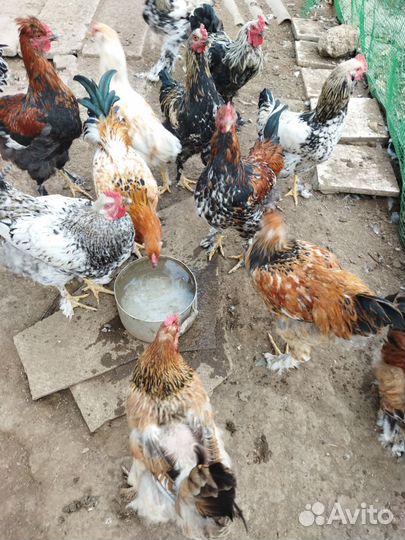 Молодые петушки7мес, Брама лохмоножки