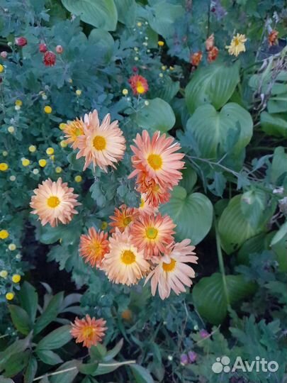 Хризантемы,дубки