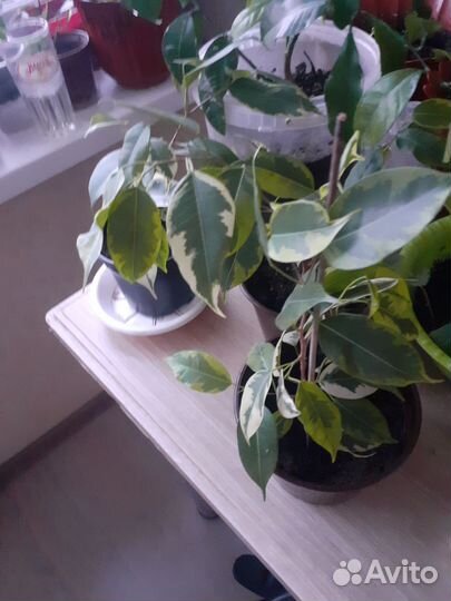 Фикус бенджамина