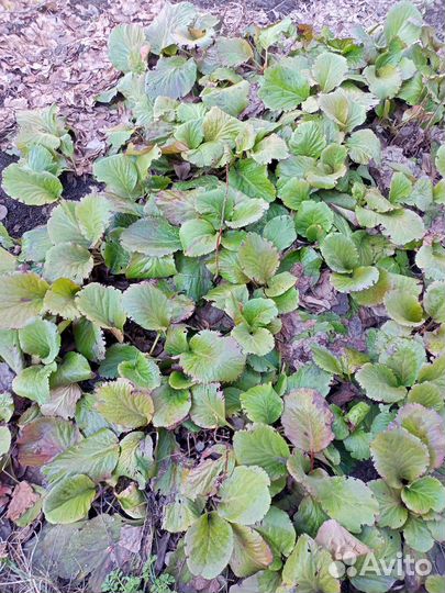 Бадан саженцы