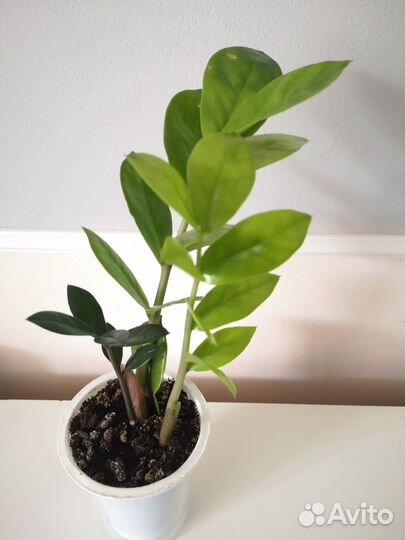 Замиокулькас