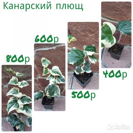 Комнатные растения