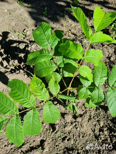 Саженцы манжурского ореха