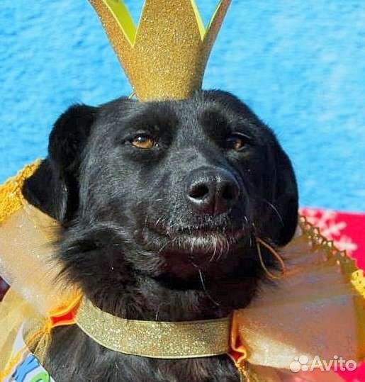 Собака Найда, 5.5 лет, месяц корма в подарок