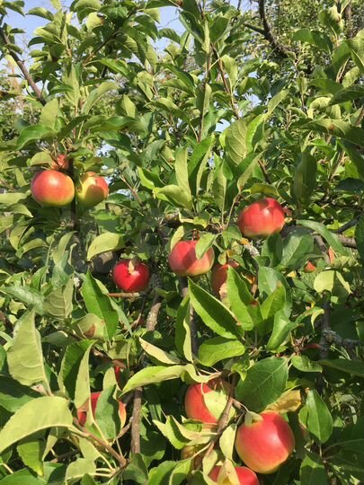 Участок 38 сот. (ИЖС)