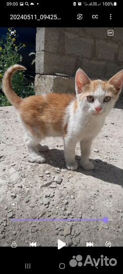 Котенок, мальчик 3 месяца