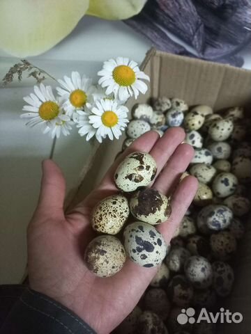 Яйцо перепелиное отборное в упаковке 20 штук