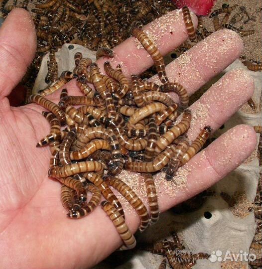 Корма для насекомоядных животных