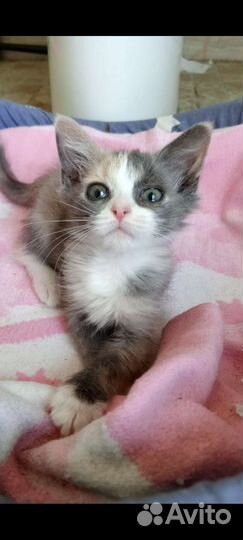 Котенок 2 мес