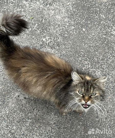 Кошка в беде