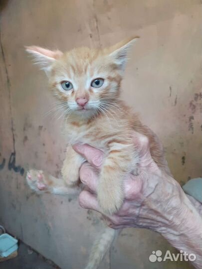 Рыжие мальчики ищут дом