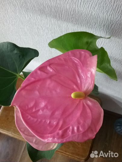 Антуриум сортовой